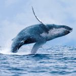 Walvissen Bultrug walvis